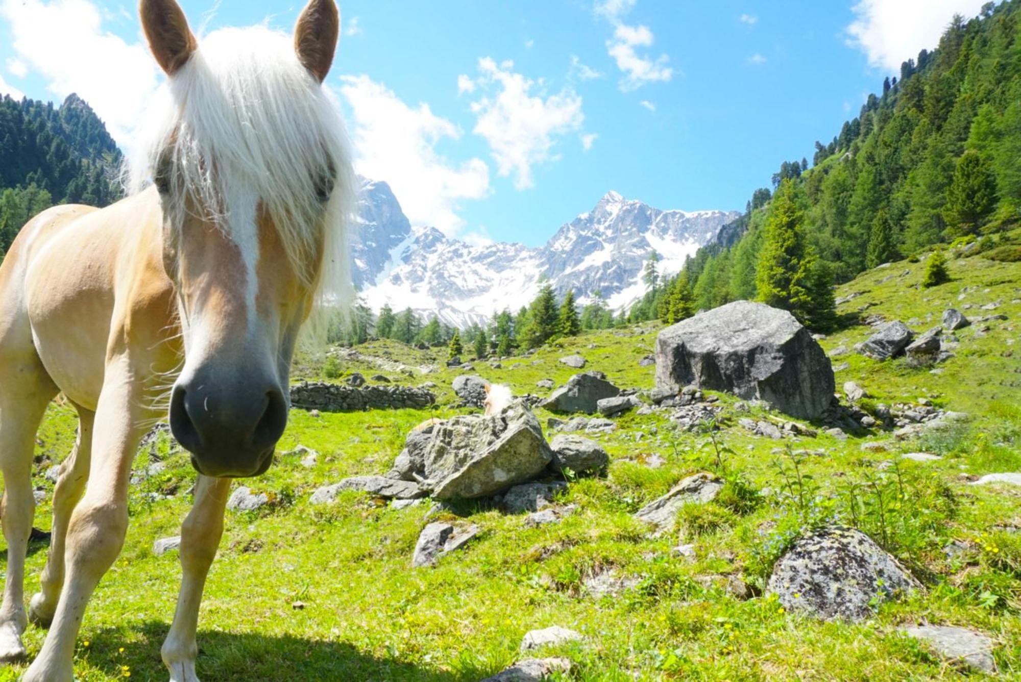Apart Knabl Sankt Leonhard im Pitztal Rum bild